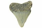 Bargain, Juvenile Megalodon Tooth - North Carolina #377060-1